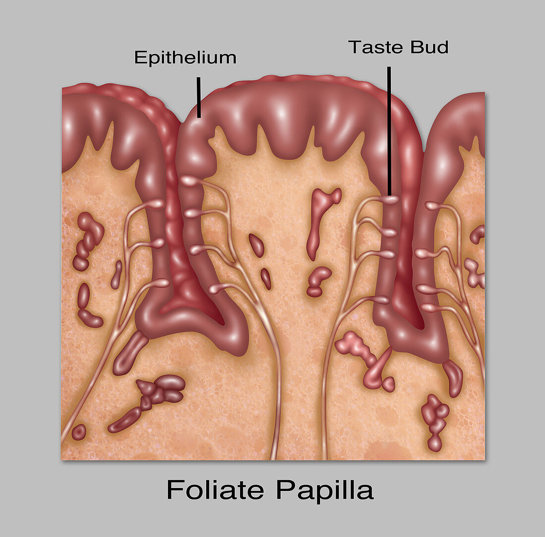 Foliate Papillae,Illustration