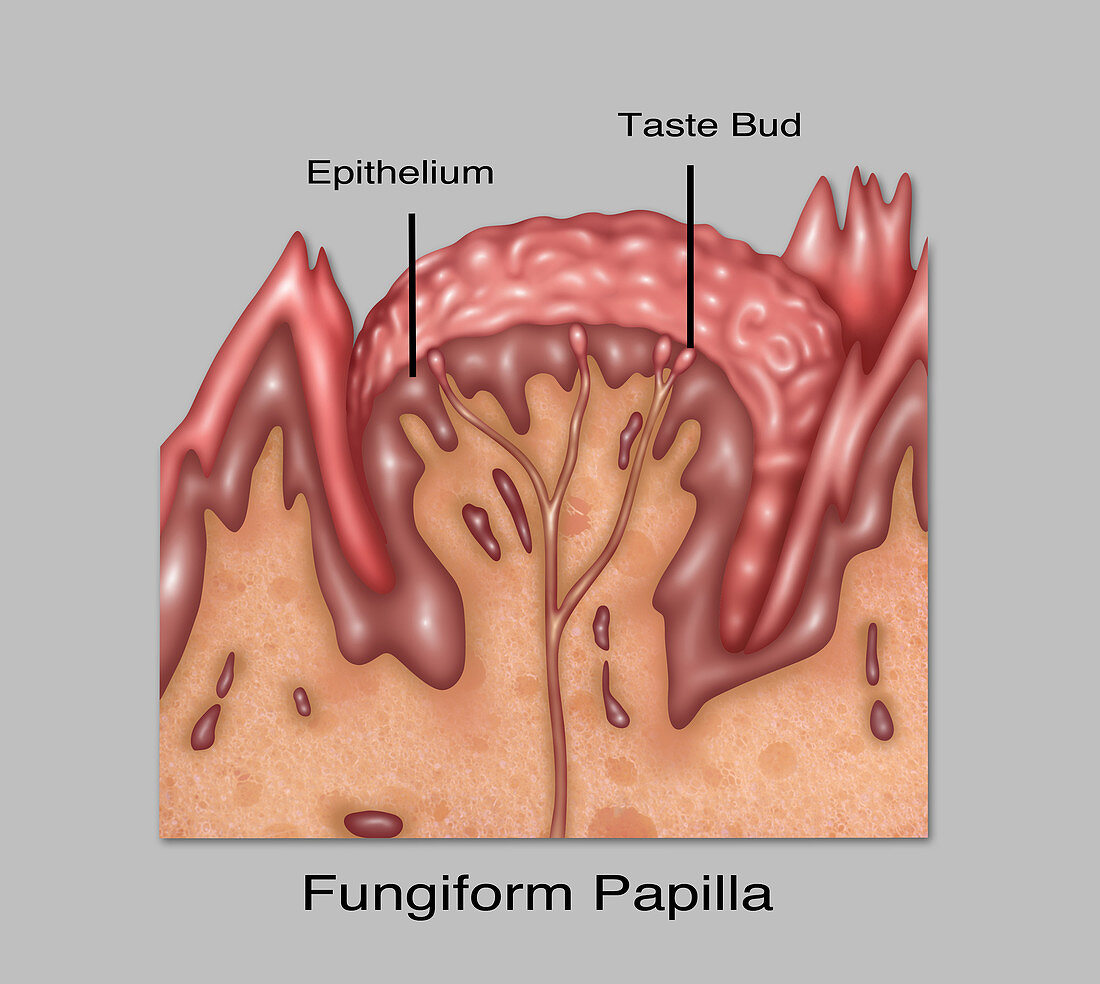 Fungiform Papilla,Illustration