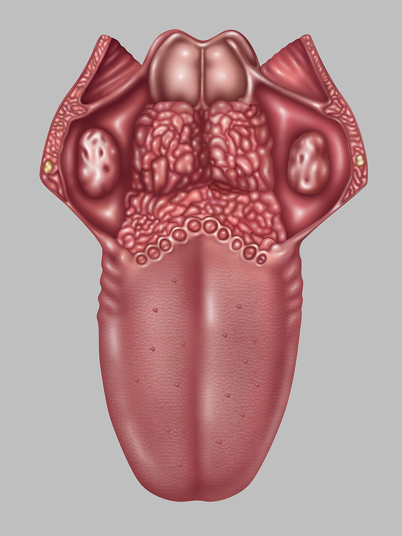 Anatomy of Human Tongue,Illustration
