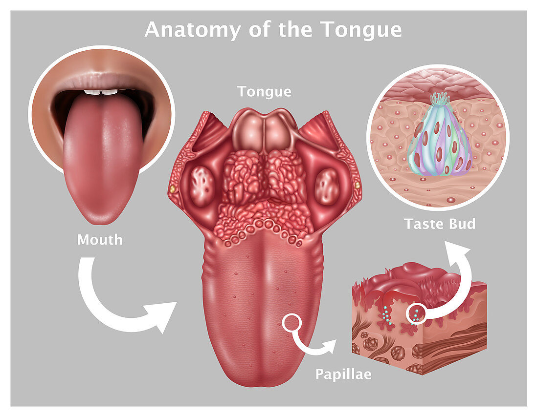 Anatomy of Taste,Illustration
