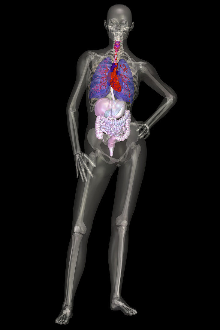 Human Skeleton and Organ Systems