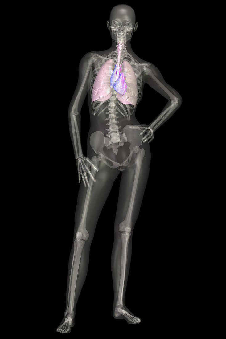 Human Skeleton With Lungs