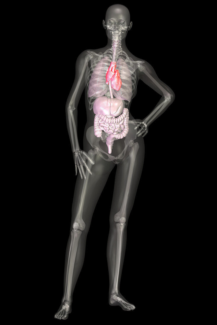 Human Skeleton and Organ Systems