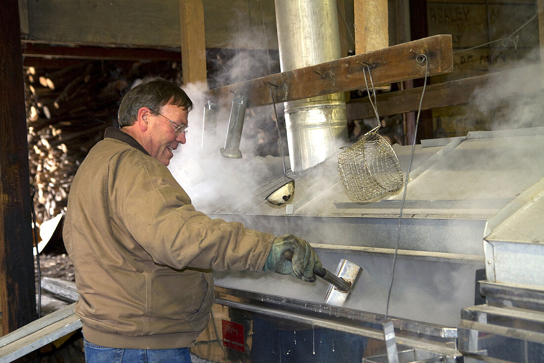 Worker Boiling Maple Sap in a Sugar Shack