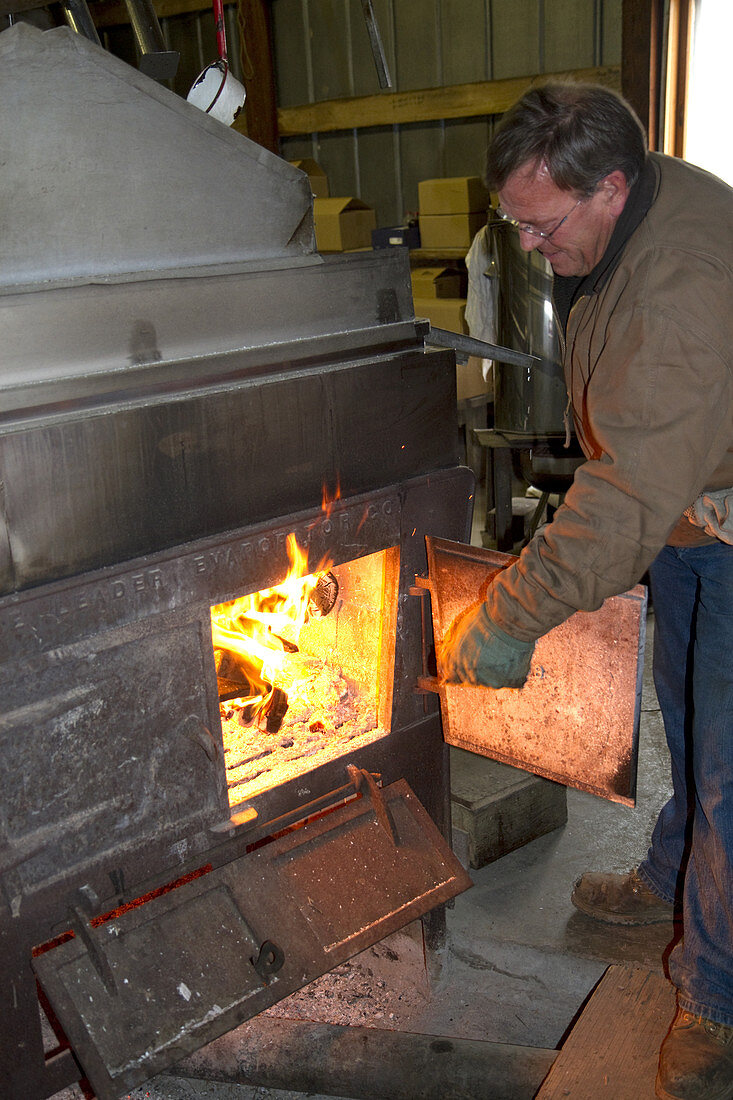 Fuelling Wood Fire used to Heat Maple Sap
