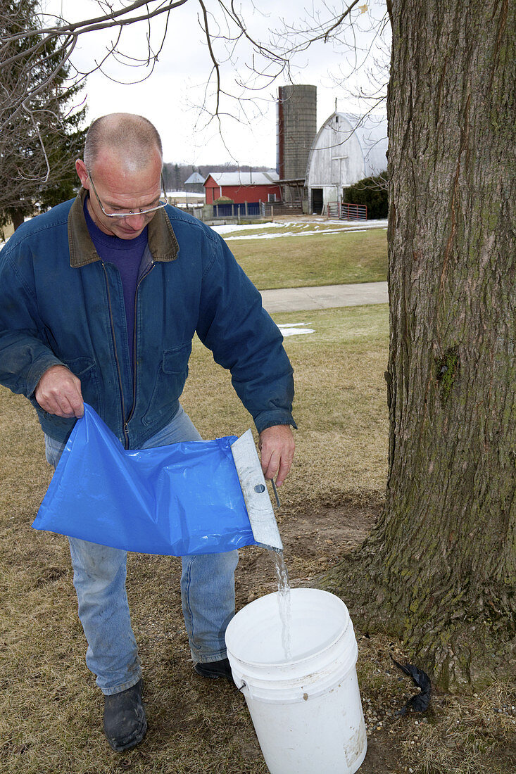 Worker Pouring Collected Maple Sap