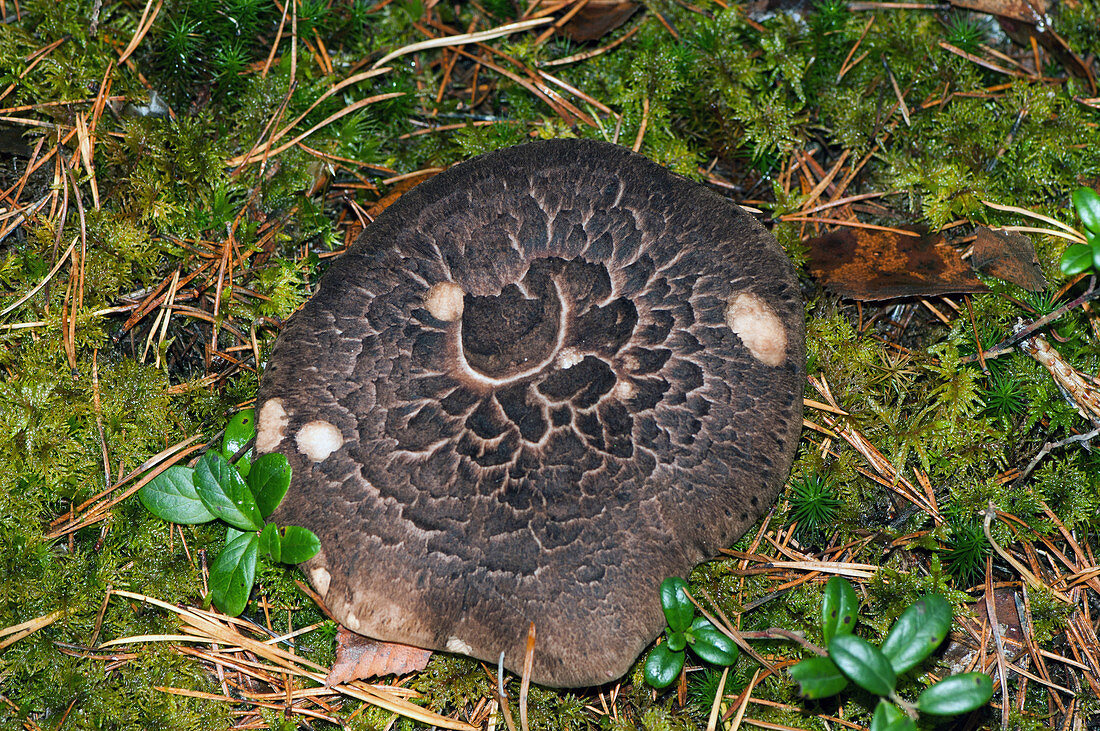 Shingled Hedgehog Fungus
