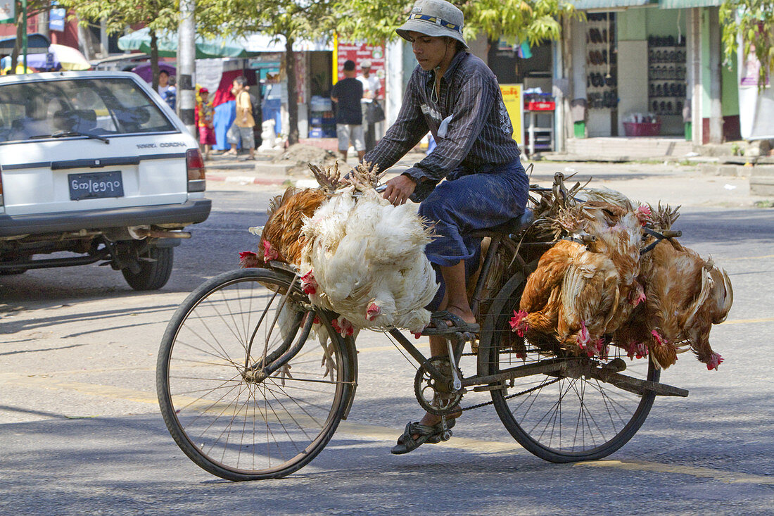 Burmese Man Riding a Bicycle