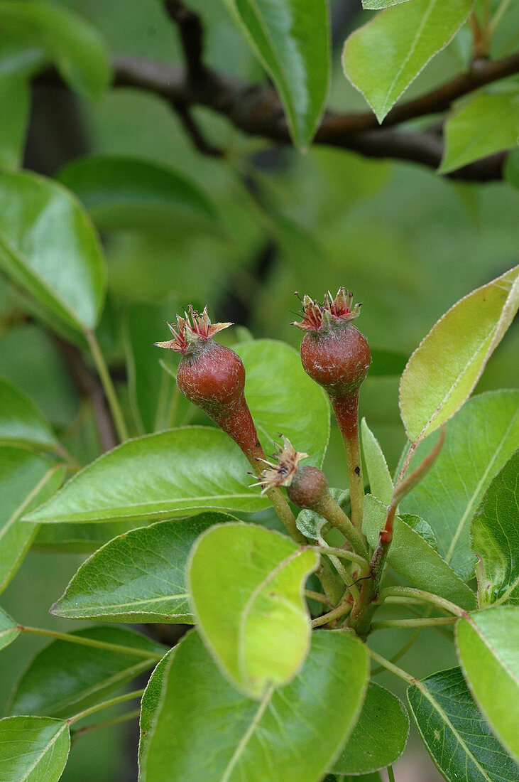 Developing Pears