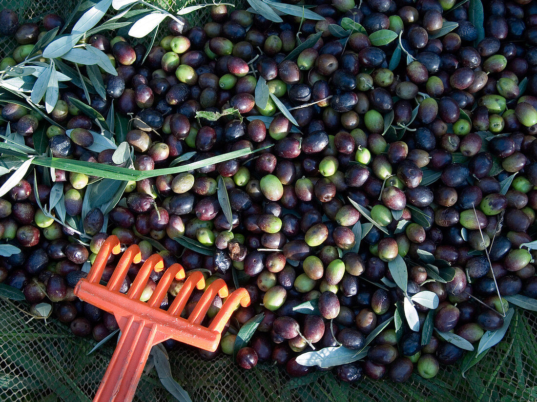 Olives for Olive Oil