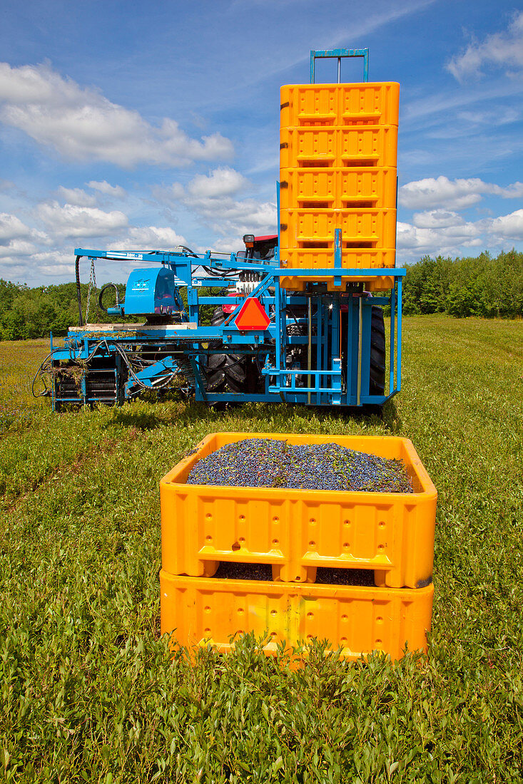 Blueberry Harvesting