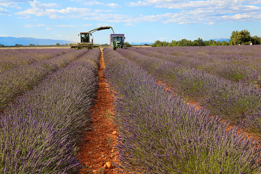 Lavender Harvest,France