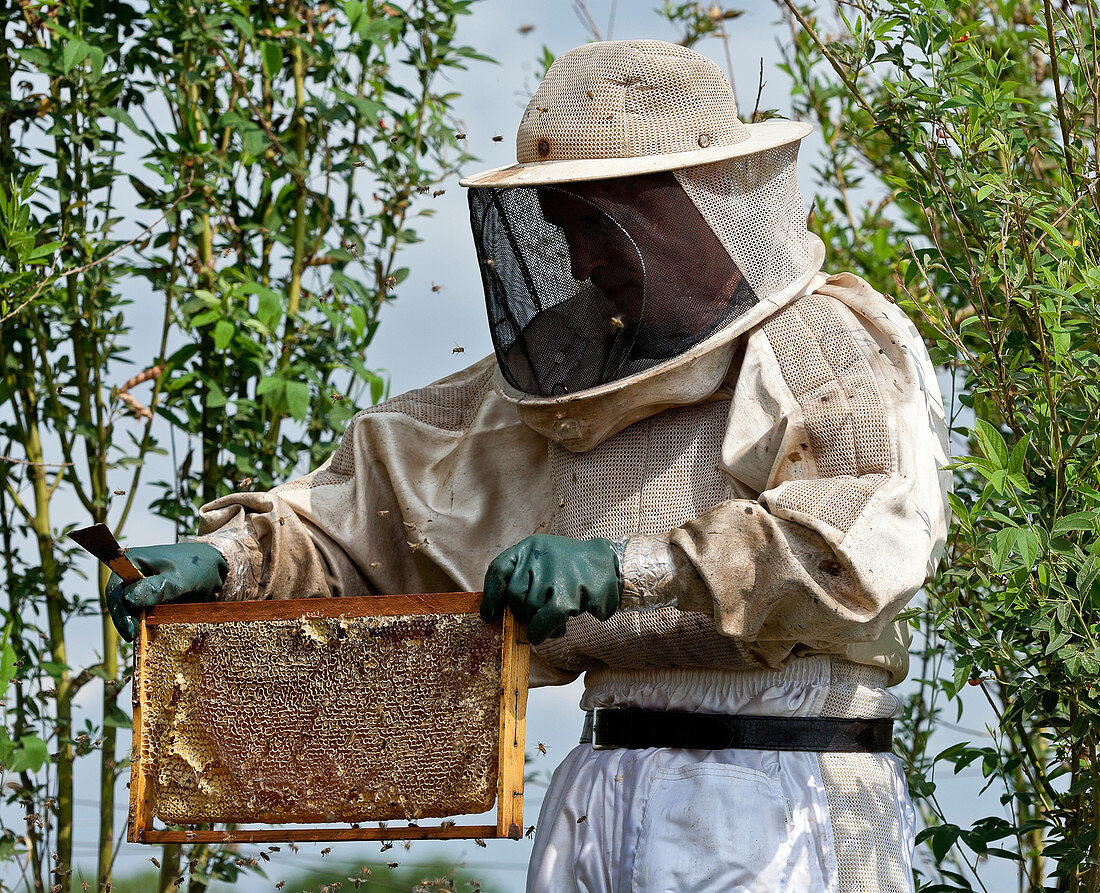 Beekeeper extracting honey from hive