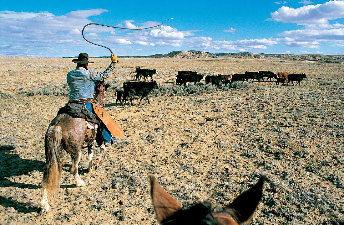 Cowboy Driving Cattle With Whip in Hand