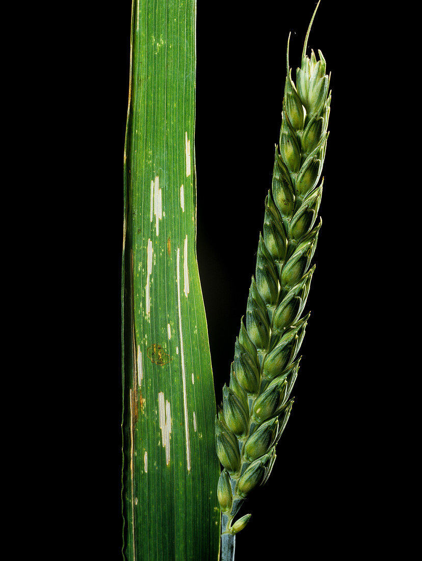 Damaged Wheat Leaf from Cereal Beetle