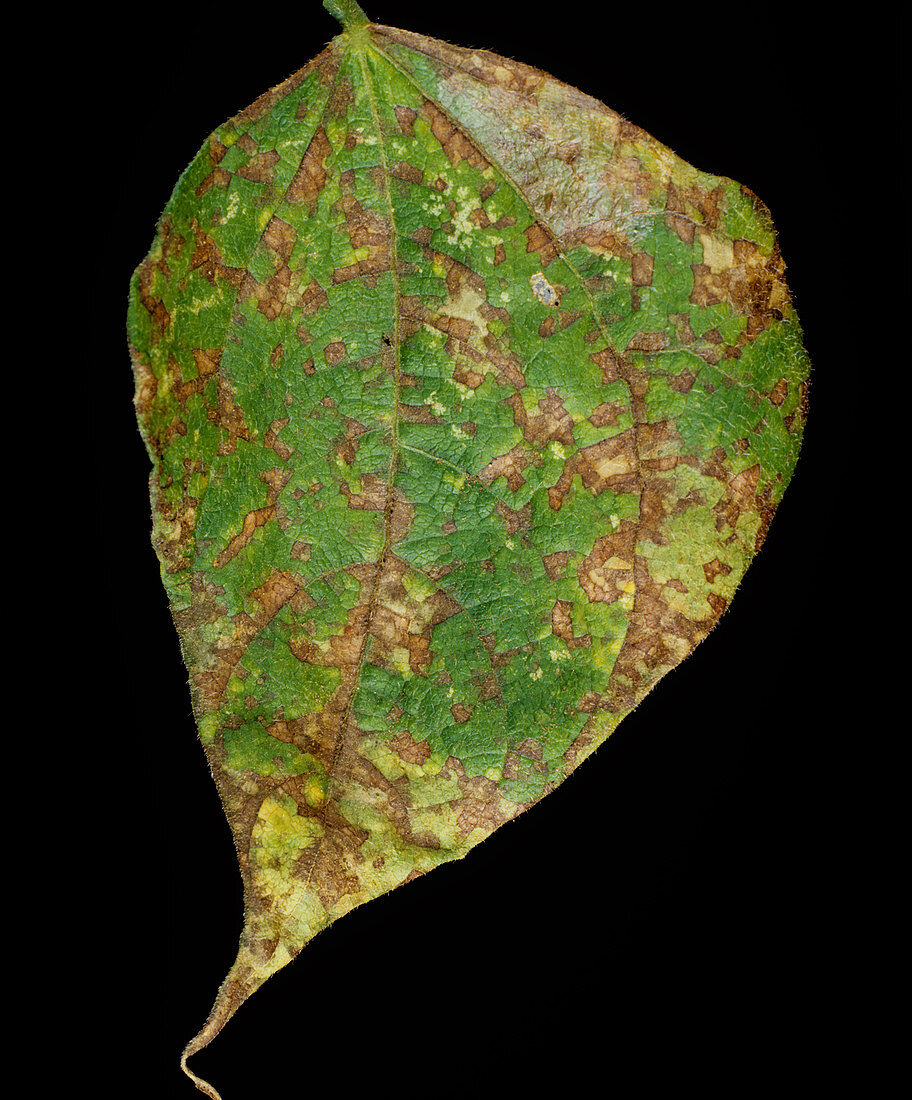 Angular Leaf Spot