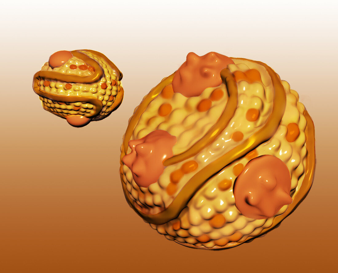 Low-density Lipoprotein,Illustration