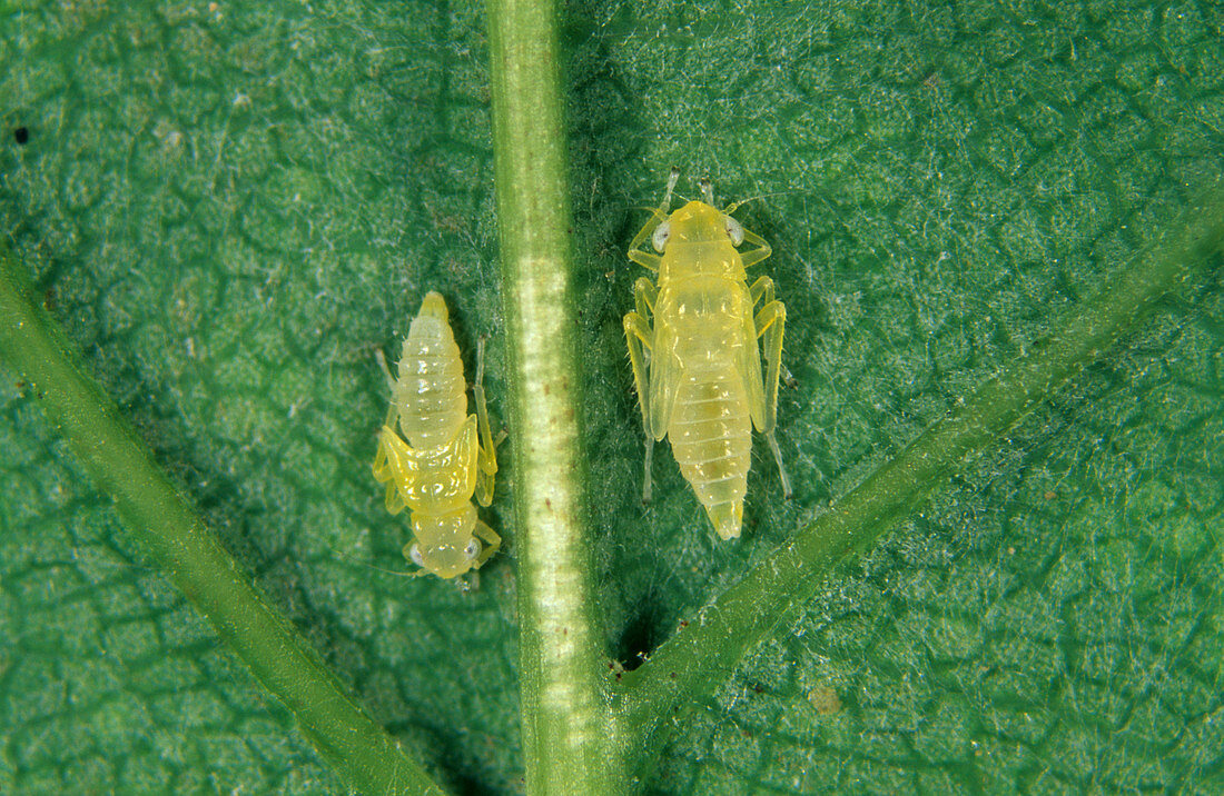 Sycamore leafhopper