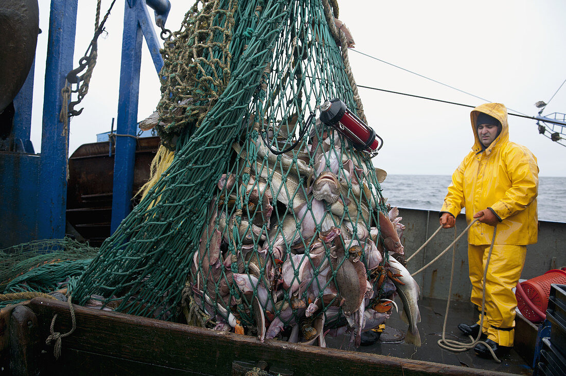 Fishing dragger hauls in net full of fish