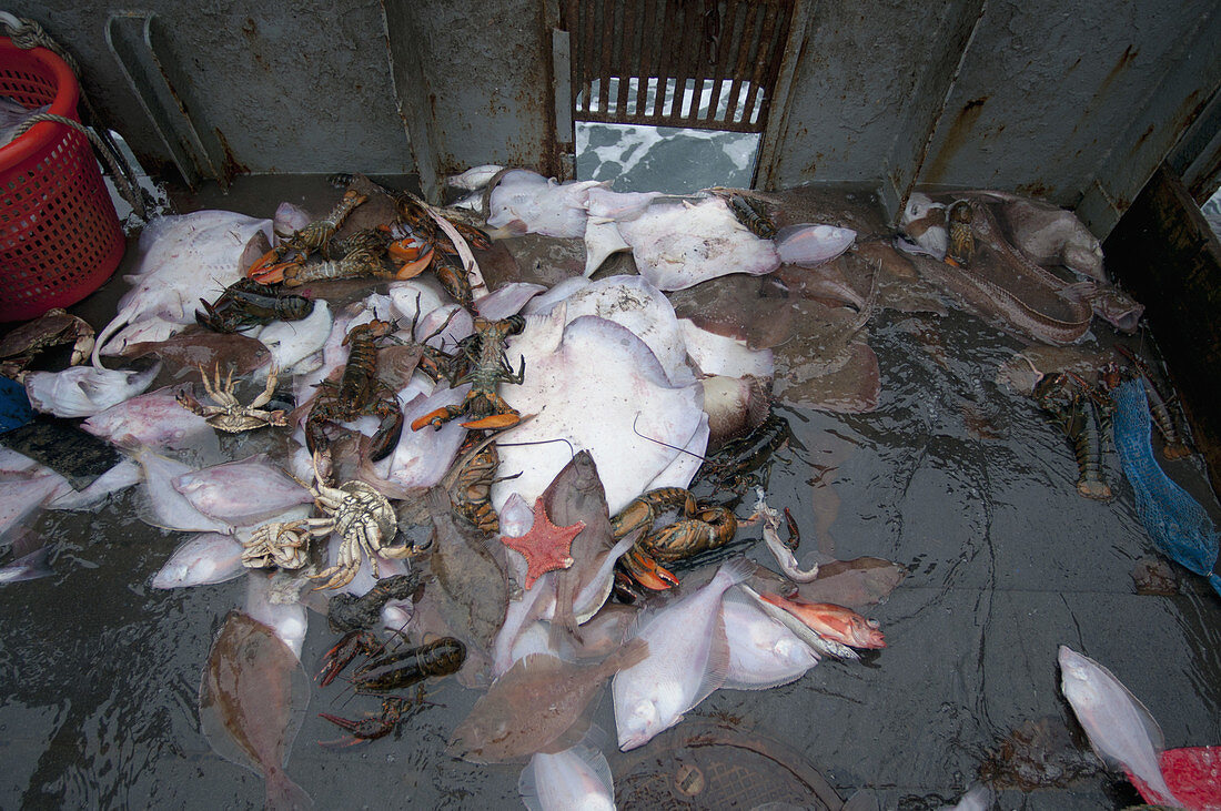 Bycatch on deck of fishing dragger