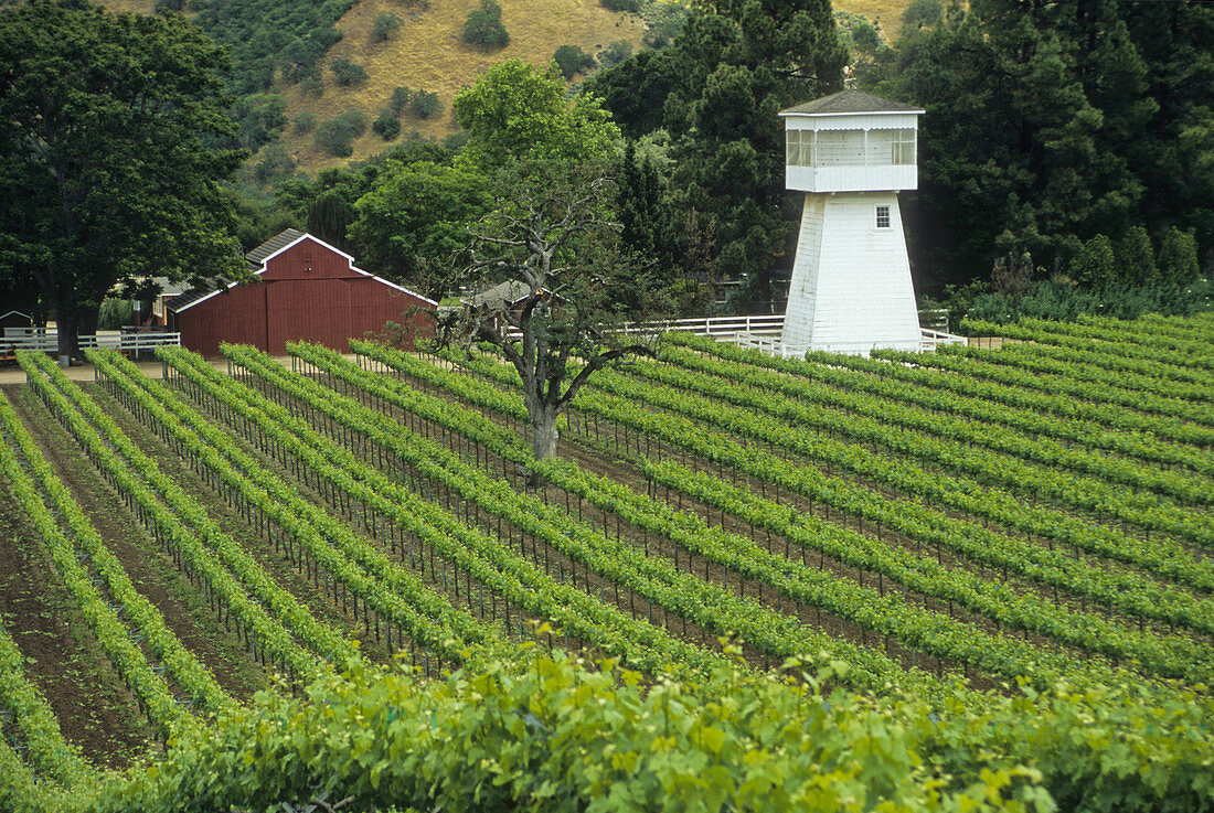 Vineyard along Carmel Valley Road