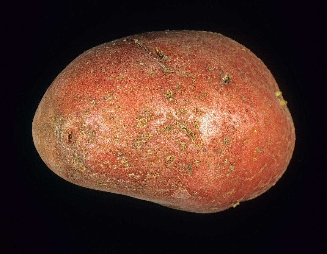 Potato Cyst Nematode
