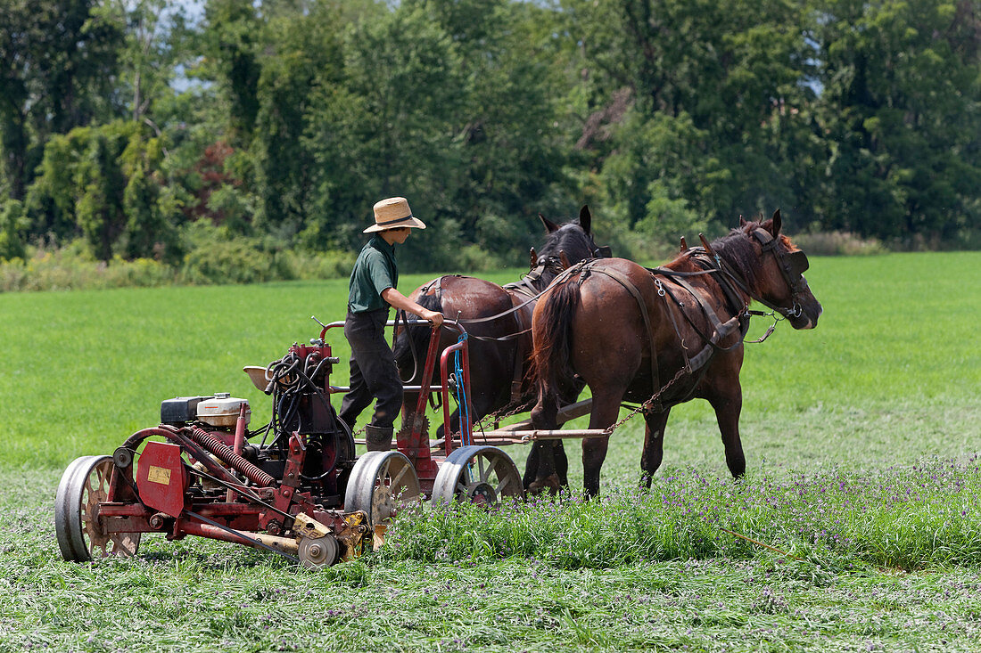Amish Farm Boy Working