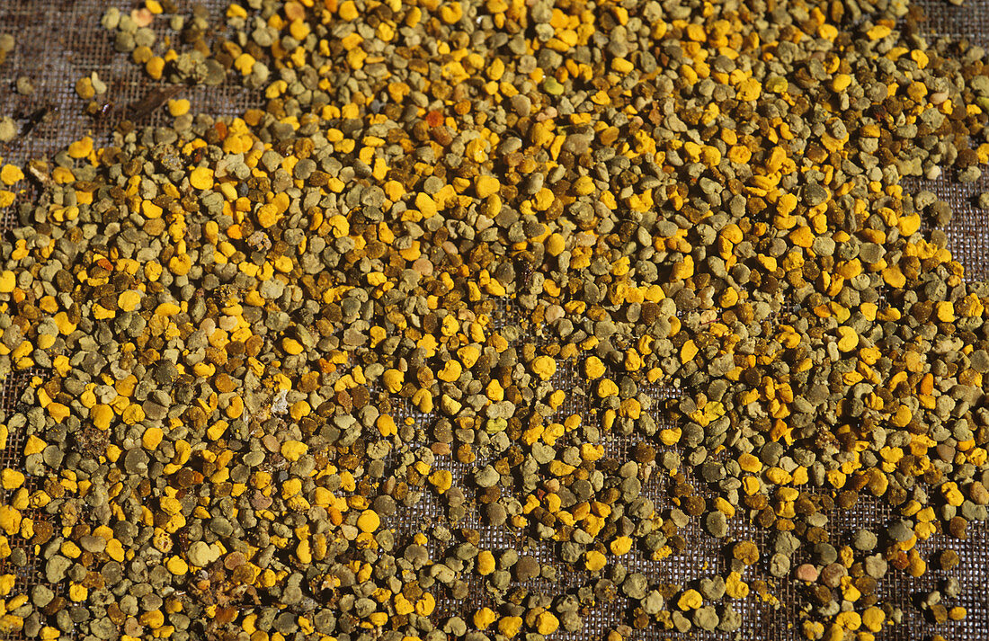 Worker Honey Bee Pollen pellets