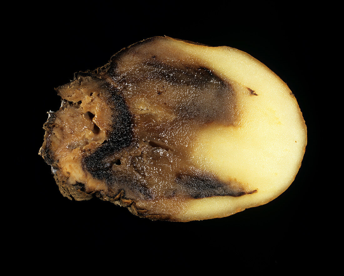 Watery wound rot (Pythium ultimum)