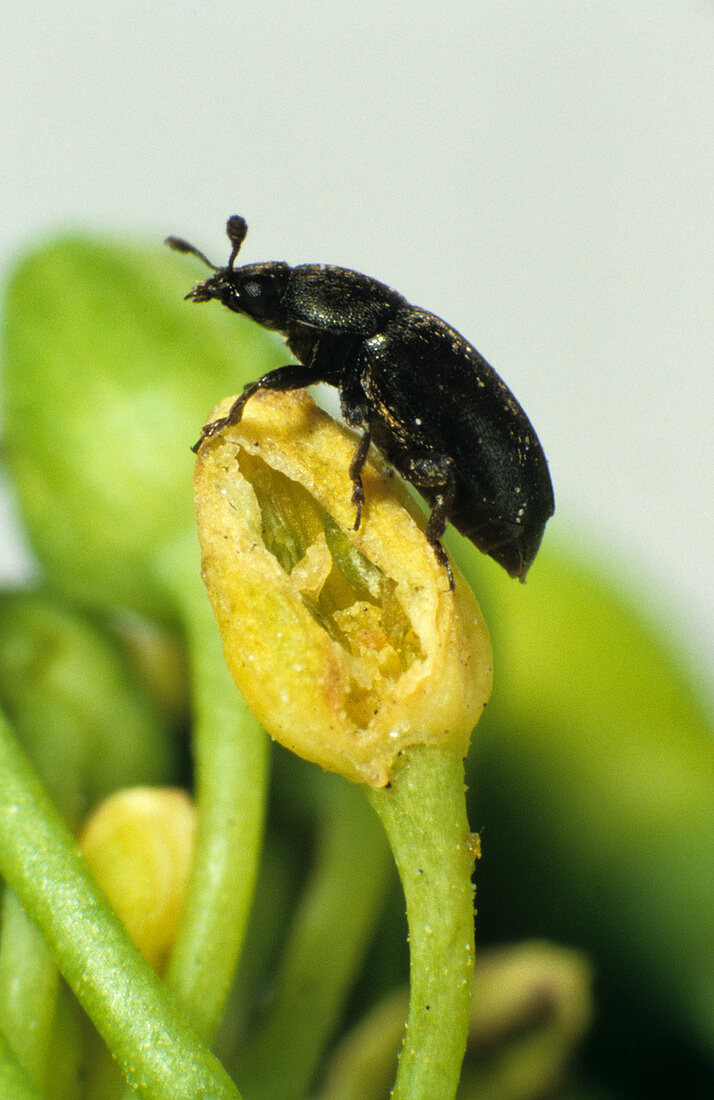 Pollen beetle (Meligethes aeneus)