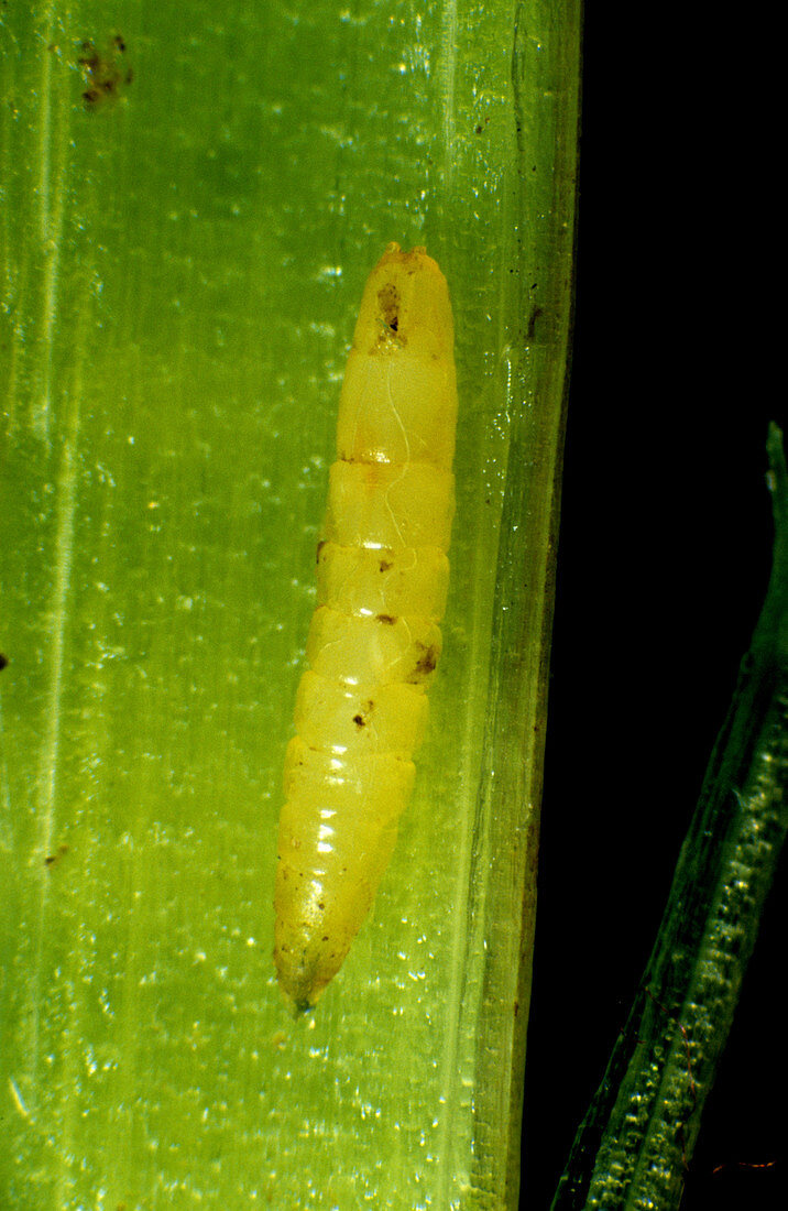 Frit fly (Oscinella frit) larva