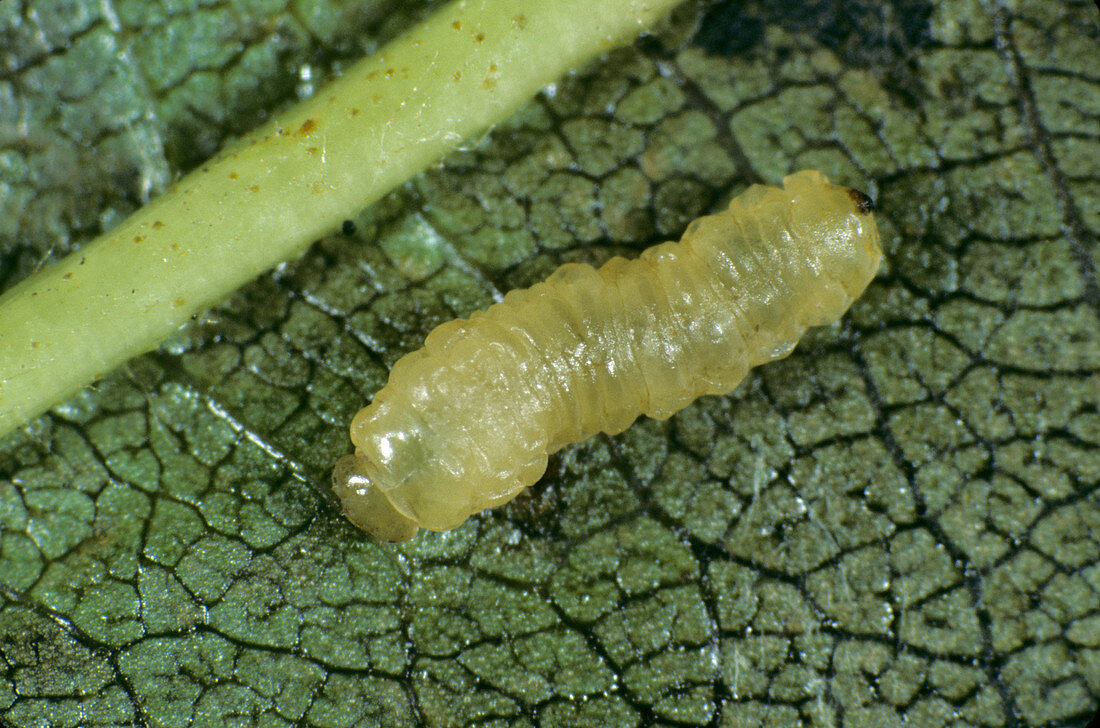 Alder sawfly larva (Fenusa dohrnii)