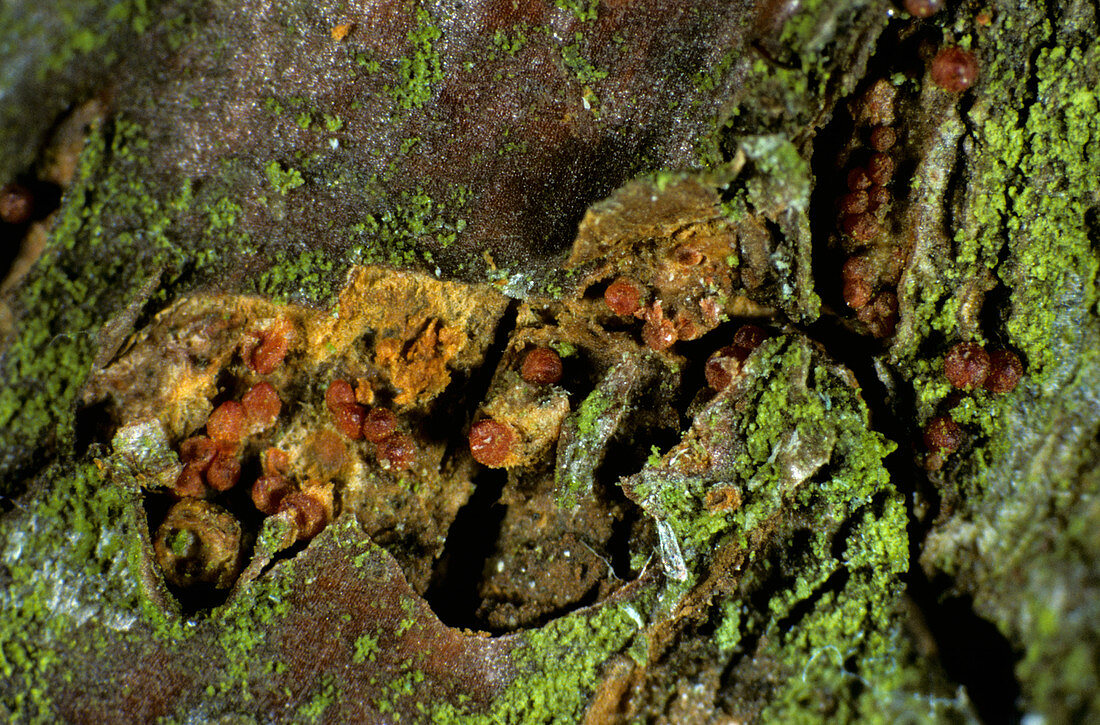 Perithecia of apple canker