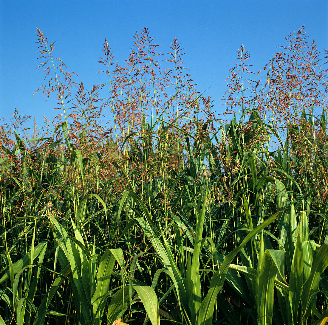 Johnson Grass in maize crop
