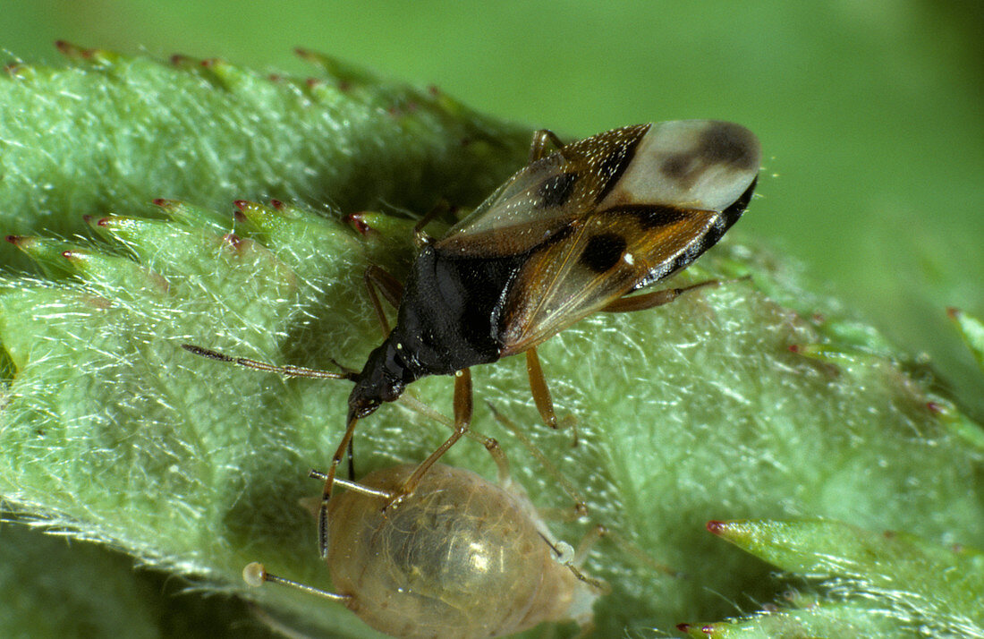 Flower bug (Anthocoris nemorum) nymph