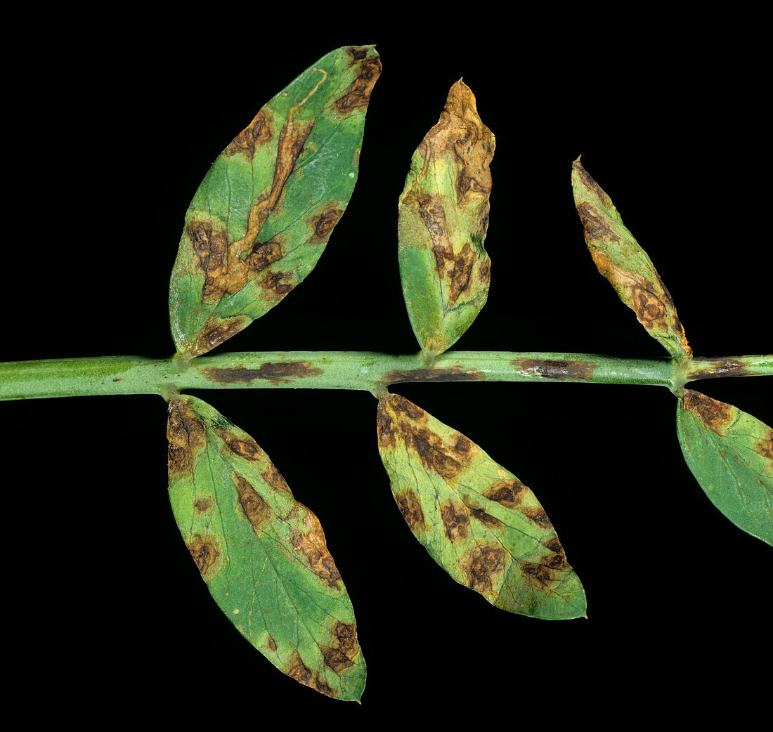 Leaf spot (Mycosphaerella pinodes)
