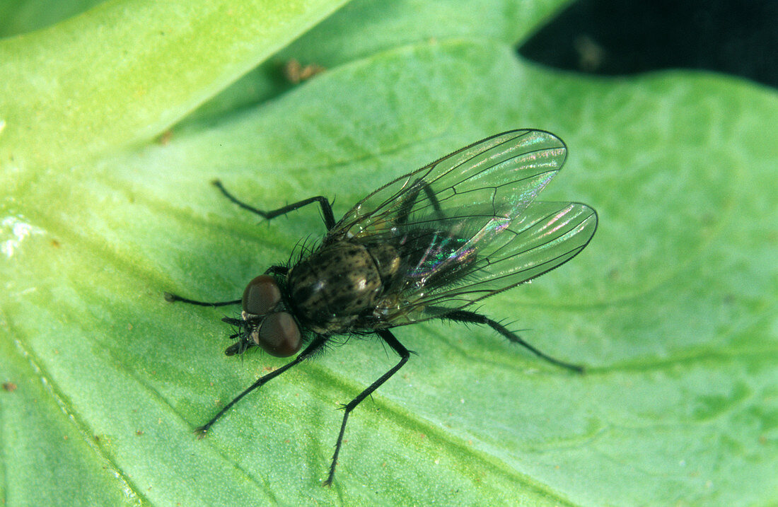 Bean seed fly (Delia platura)