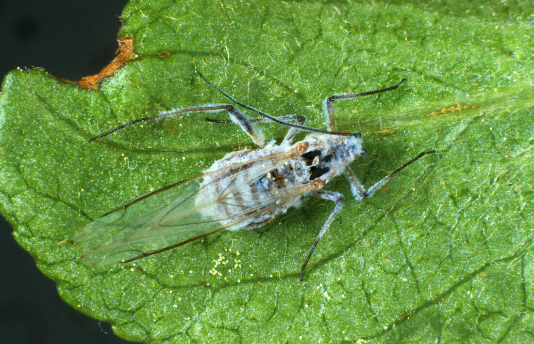 Aphid killed by fungus