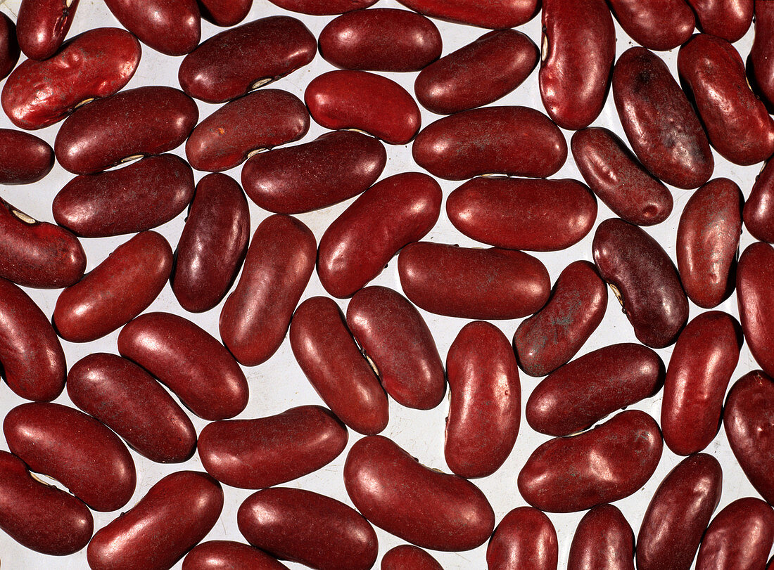 Red kidney bean seeds