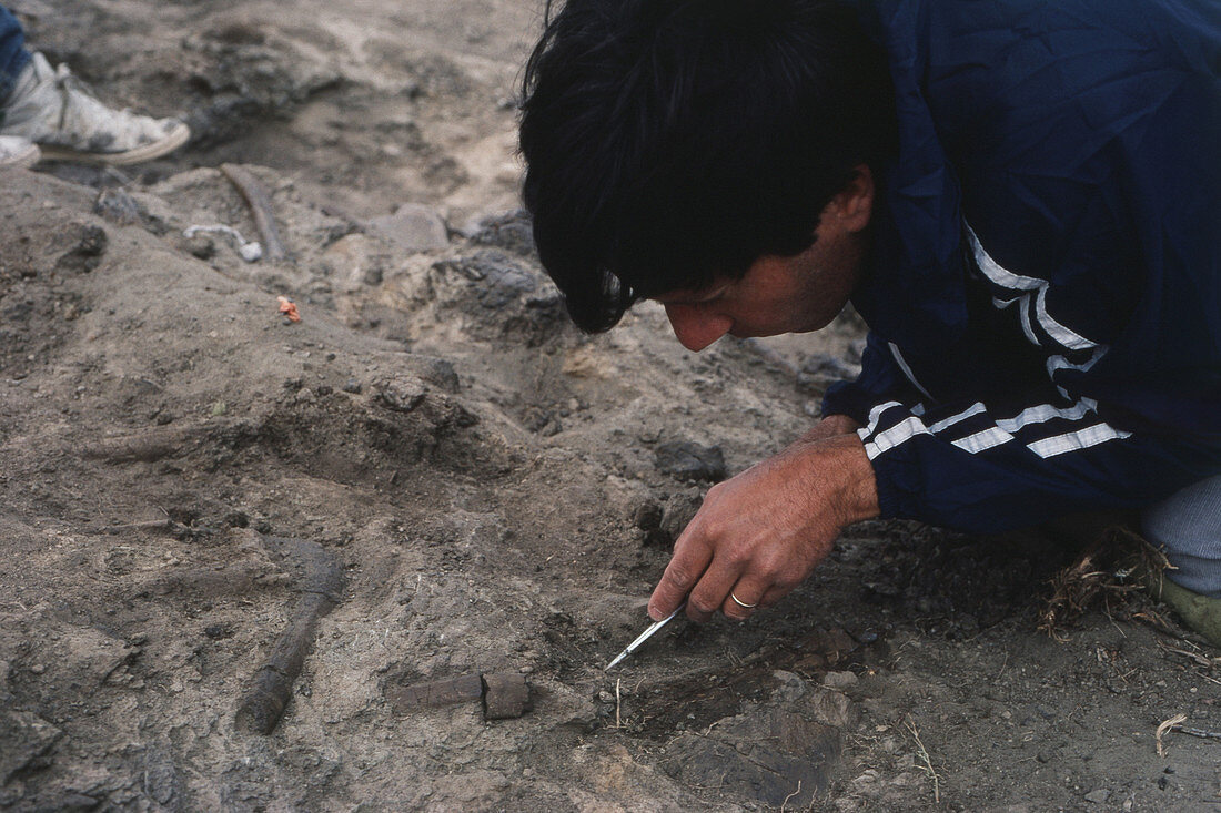 Palaeontologist Digging