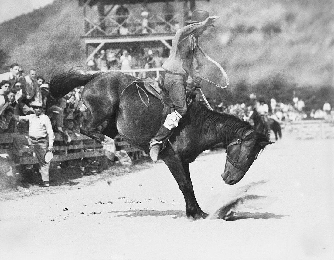 Rodeo,1955