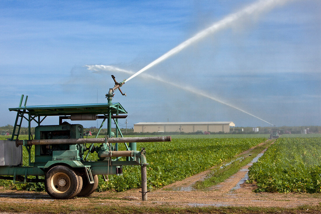 Irrigating Field