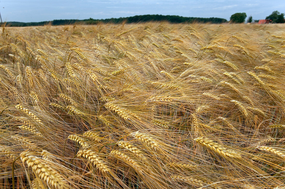 Danish Wheat Field