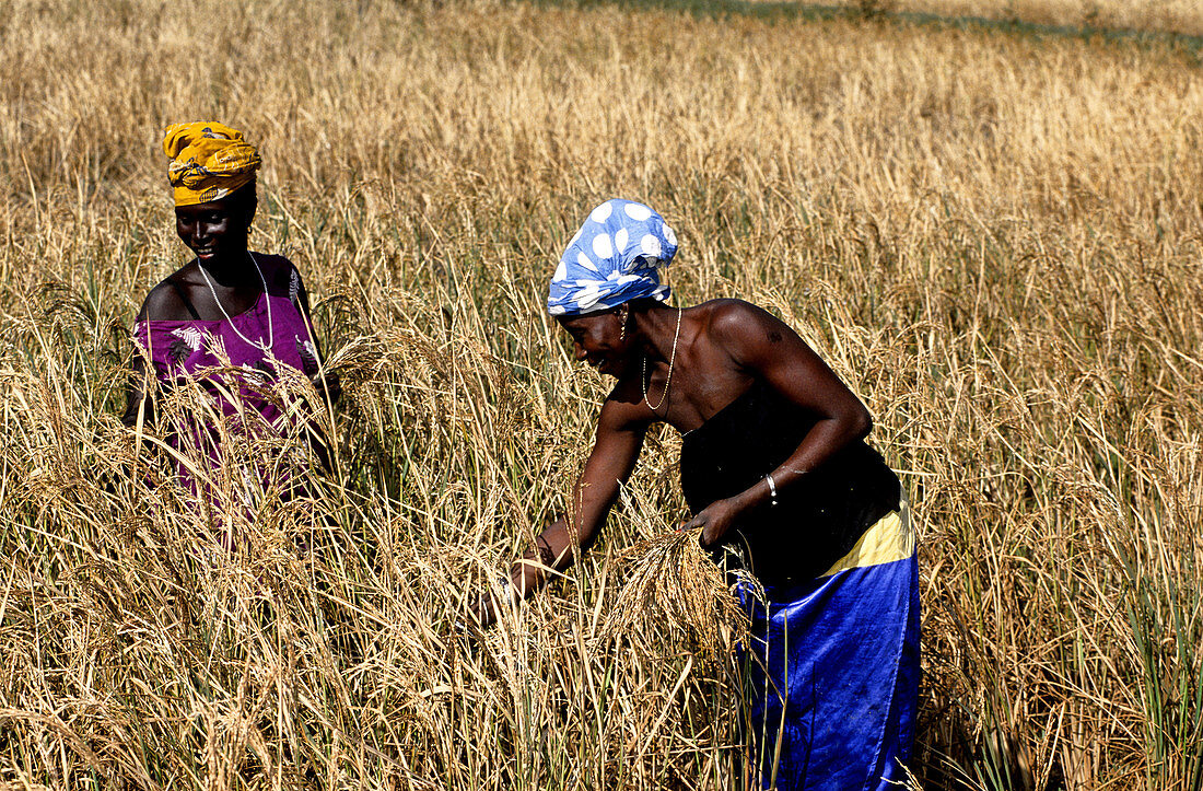 Women Working in Rice Field,Senegal