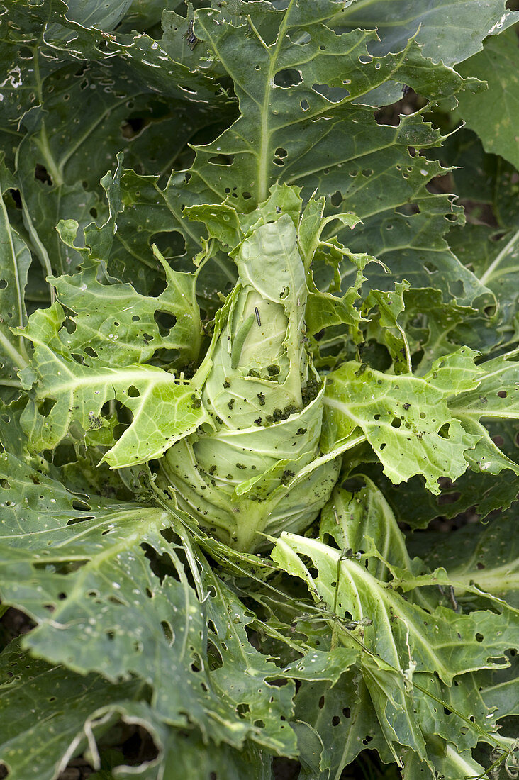 Cabbage with Caterpillar Damage