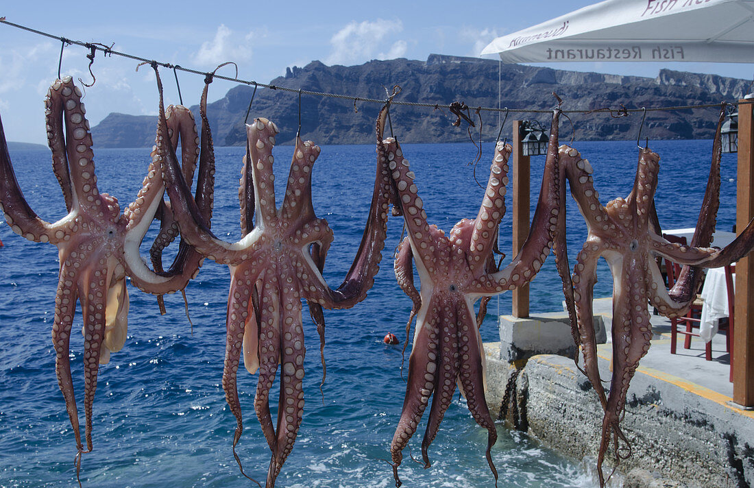 Fresh Octopus in Greek Islands