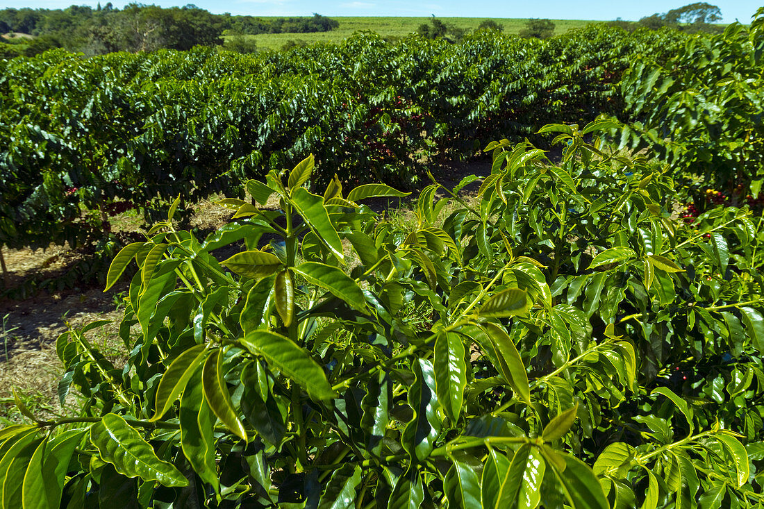 Healthy Mundo Novo Coffee Plants