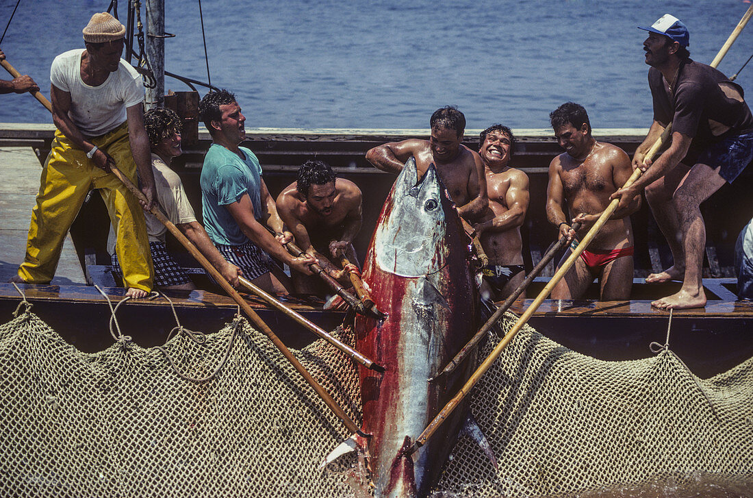 Landing Giant Bluefin Tuna