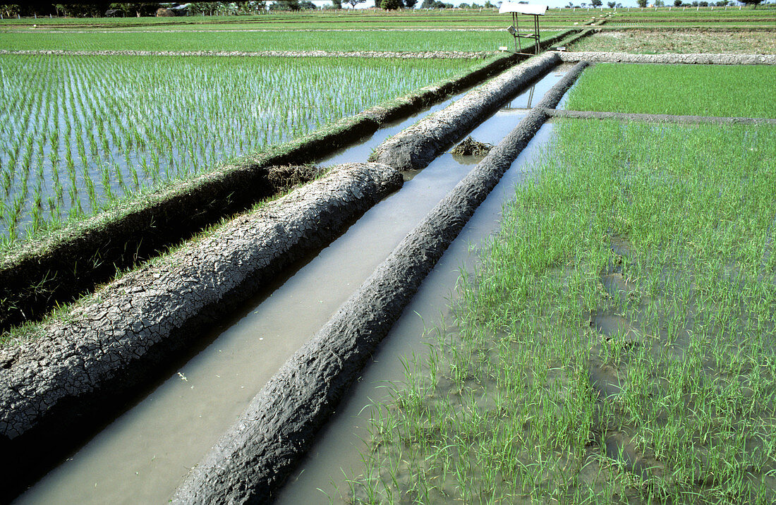 Mud Levies on Rice Fields