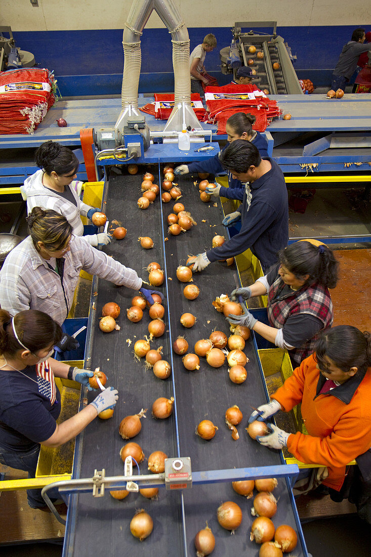 Workers Sort and Package Onions